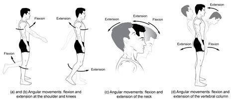 12.6: Types of Body Movements .